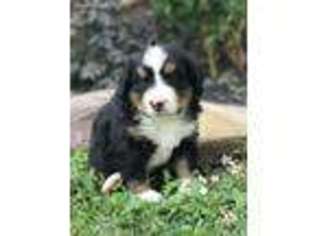 Bernese Mountain Dog Puppy for sale in Frazeysburg, OH, USA