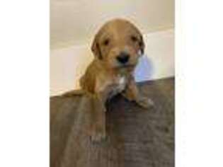 Goldendoodle Puppy for sale in Lathrop, MO, USA