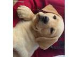 Labrador Retriever Puppy for sale in Conway, SC, USA