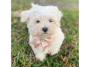 Maltese Puppy for sale in Jacksonville, FL, USA