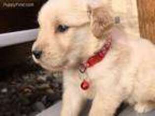 Golden Retriever Puppy for sale in Mount Vernon, WA, USA