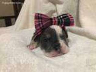 Bulldog Puppy for sale in Centerton, AR, USA