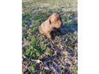 Chesapeake Bay Retriever Puppy for sale in Mountain View, AR, USA