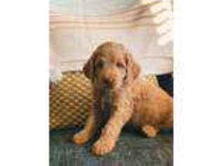 Goldendoodle Puppy for sale in Arabi, GA, USA