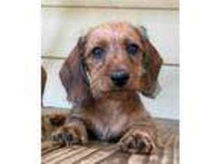 Dachshund Puppy for sale in Sulphur Springs, TX, USA