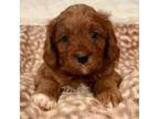 Cavapoo Puppy for sale in Paradise, TX, USA