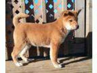 Shiba Inu Puppy for sale in Danville, IL, USA