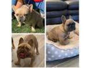 French Bulldog Puppy for sale in Kerman, CA, USA