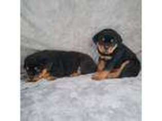 Rottweiler Puppy for sale in Elkhart, IN, USA