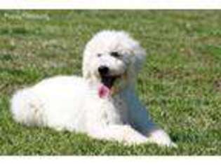 Goldendoodle Puppy for sale in Norman, OK, USA