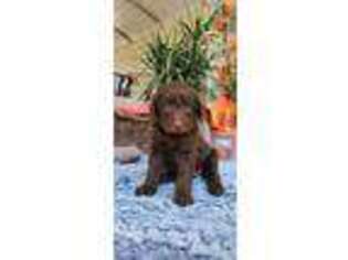 Labradoodle Puppy for sale in Fresno, CA, USA