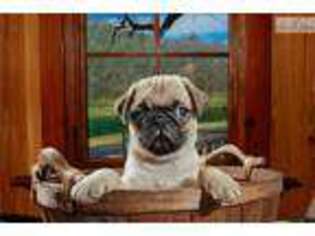 Pug Puppy for sale in Fayetteville, AR, USA