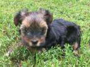 Yorkshire Terrier Puppy for sale in Jewell, IA, USA
