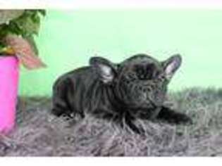 French Bulldog Puppy for sale in Urbana, IL, USA