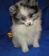 Pomeranian Puppy for sale in Fayetteville, AR, USA