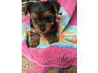 Yorkshire Terrier Puppy for sale in Avery, TX, USA