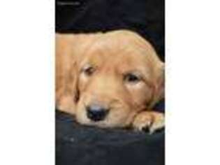 Golden Retriever Puppy for sale in Bemidji, MN, USA