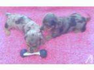 Dachshund Puppy for sale in JULIAN, CA, USA