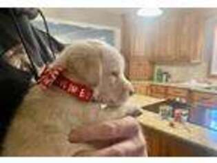 Labrador Retriever Puppy for sale in Newburgh, IN, USA