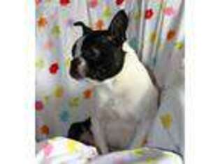 Boston Terrier Puppy for sale in Sugarcreek, OH, USA
