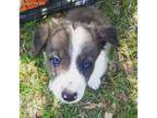 Border Collie Puppy for sale in Bastrop, TX, USA