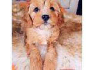 Cavapoo Puppy for sale in Marshfield, MO, USA