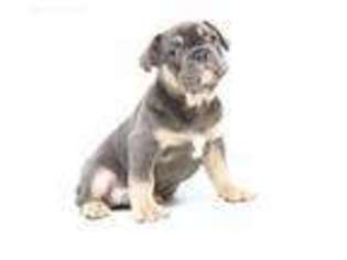 French Bulldog Puppy for sale in Erie, PA, USA