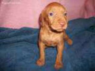 Vizsla Puppy for sale in Edgemont, SD, USA