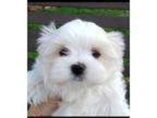 Maltese Puppy for sale in Saginaw, MI, USA