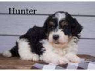 Mutt Puppy for sale in RUSSELL, MA, USA