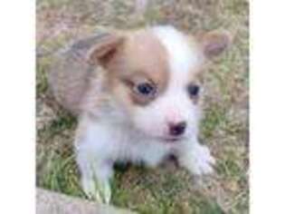 Pembroke Welsh Corgi Puppy for sale in Elko, NV, USA
