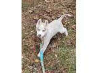 Siberian Husky Puppy for sale in Charlottesville, VA, USA
