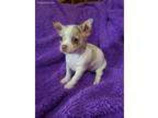 Chihuahua Puppy for sale in Fredericksburg, VA, USA