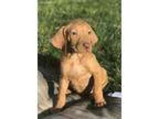 Vizsla Puppy for sale in Morgantown, PA, USA