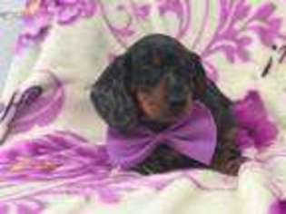 Dachshund Puppy for sale in Denver, PA, USA