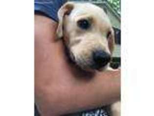 Labrador Retriever Puppy for sale in Reston, VA, USA