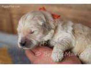 Goldendoodle Puppy for sale in Hanska, MN, USA