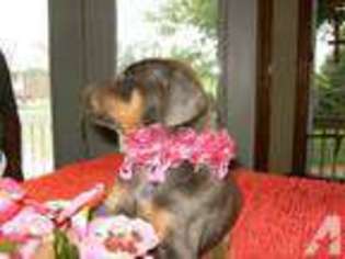 Doberman Pinscher Puppy for sale in HEWITT, MN, USA