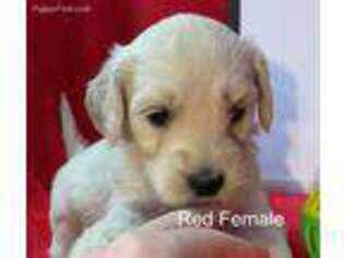 Goldendoodle Puppy for sale in Portsmouth, OH, USA