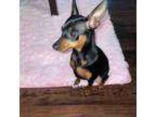 Miniature Pinscher Puppy for sale in Mullica Hill, NJ, USA