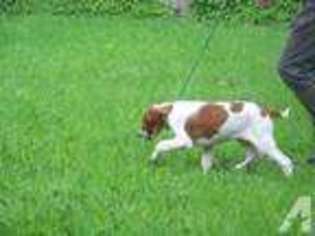 Irish Red and White Setter Puppy for sale in WELLSVILLE, NY, USA