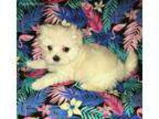 Maltese Puppy for sale in Yukon, OK, USA