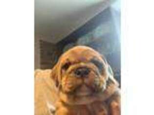 Bulldog Puppy for sale in Endicott, NY, USA
