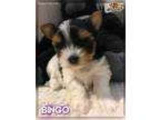 Yorkshire Terrier Puppy for sale in Daly City, CA, USA