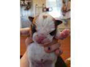 Bulldog Puppy for sale in Jerome, ID, USA