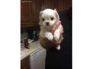 Maltese Puppy for sale in Ohatchee, AL, USA