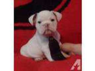 Bulldog Puppy for sale in DANIELSVILLE, GA, USA
