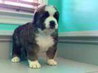 Bernese Mountain Dog Puppy for sale in Sneads Ferry, NC, USA
