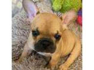 French Bulldog Puppy for sale in Paynesville, MN, USA