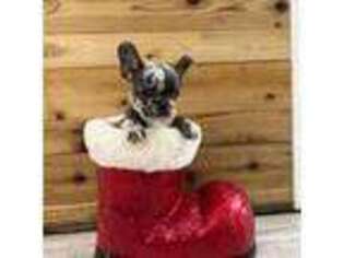 French Bulldog Puppy for sale in Magnolia, TX, USA